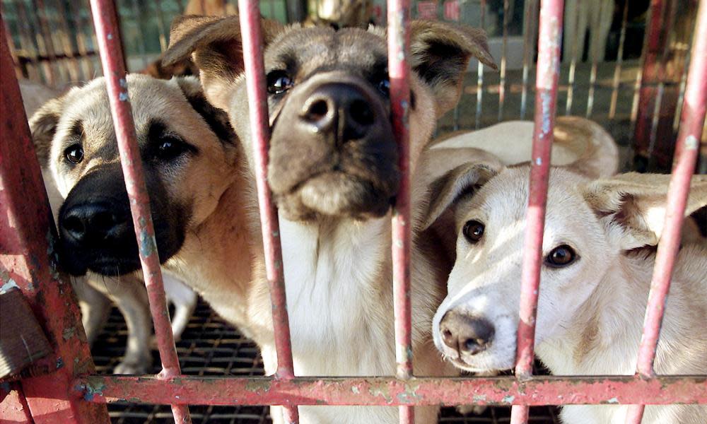 Dogs are kept in a cage before they are slaughtered in Seongnam in South Korea.