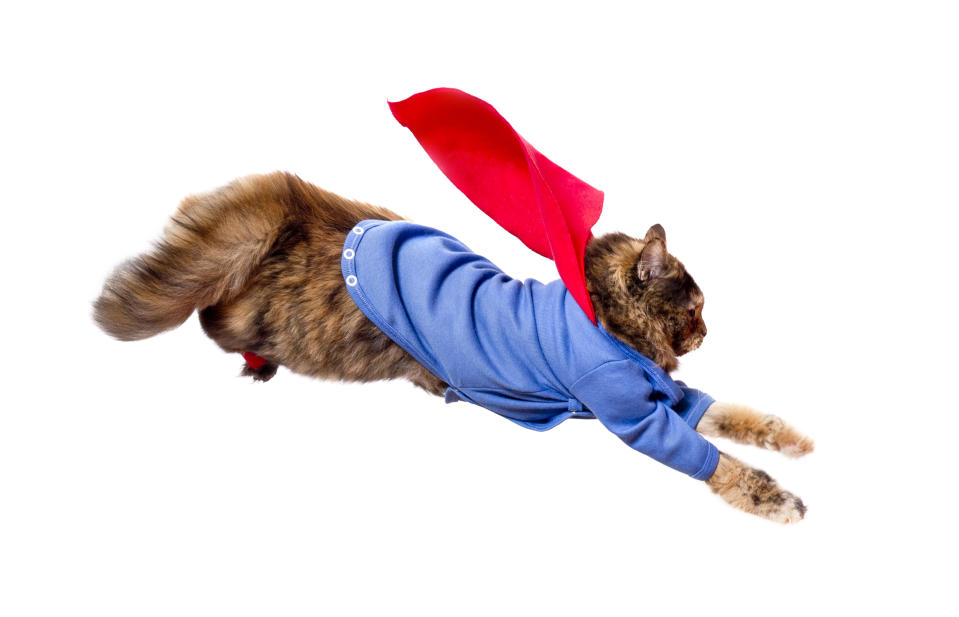 A cat with a shirt and cape