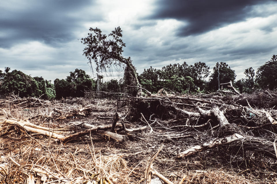 Zerstörter Regenwald: Der WWF betonte, dass auch Unternehmen und Verbraucher in Deutschland eine Mitschuld an der Entwaldung trügen. (Bild: Getty)