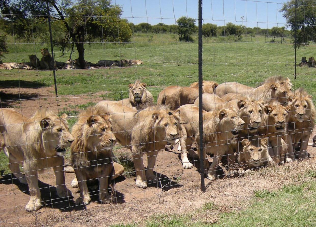 Lions at a commercial facility in South Africa. Courtesy Bloodlions