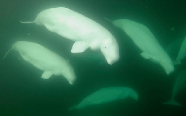 Watch penguin visit beluga whales in aquarium