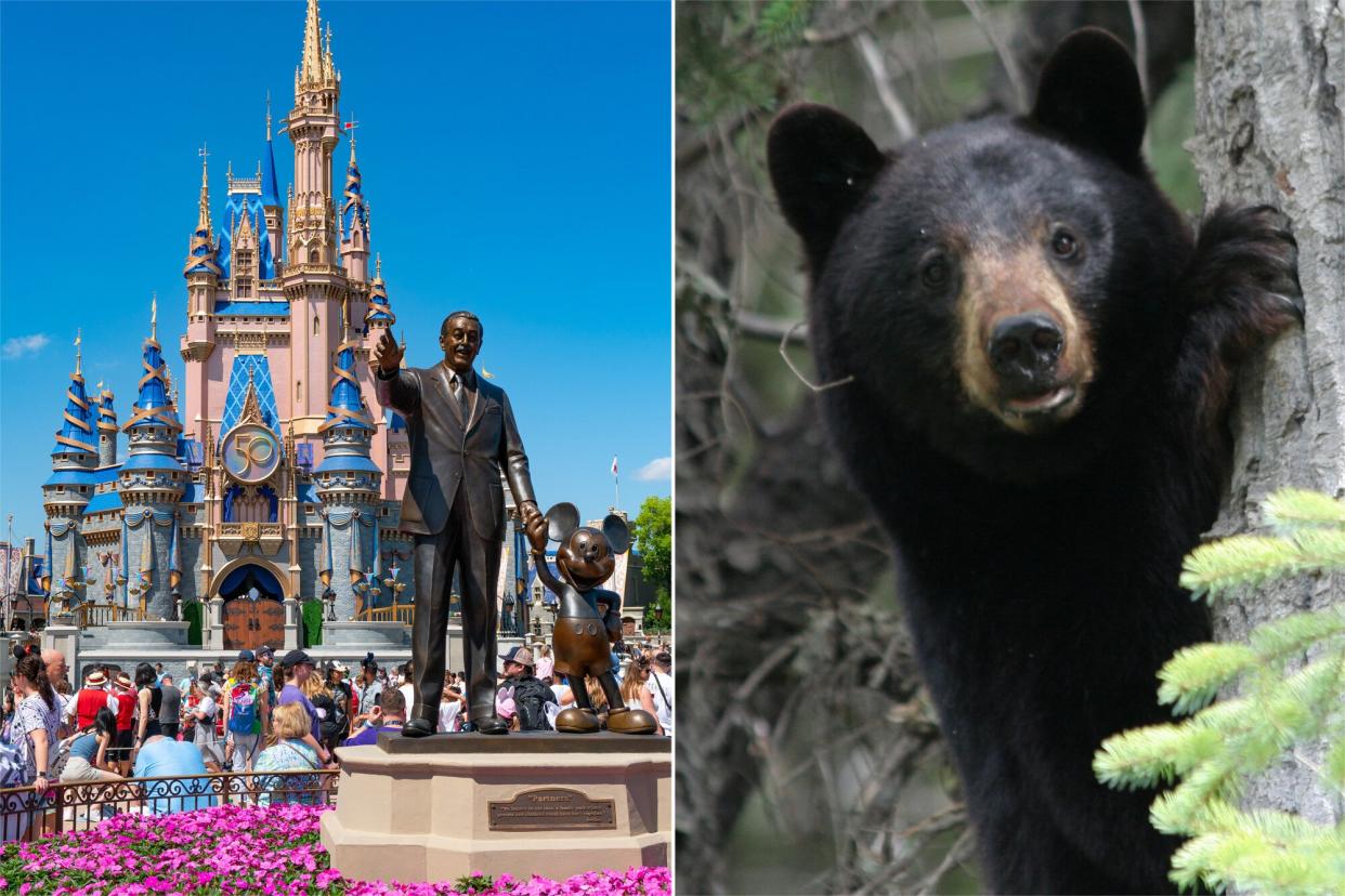 Wild bear in Magic Kingdom forces multiple ride closures at Disney World