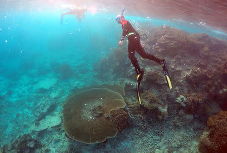 Peter Gash, owner and manager of the Lady Elliot Island Eco Resort, snorkels during an inspection of the reef's condition in an area called the 'Coral Gardens' located at Lady Elliot Island in Queensland, Australia, in this June 11, 2015 file photo. REUTERS/David Gray/Files