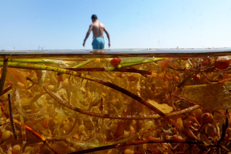 A beachgoer walks through sargassum that washed ashore on May 18, 2023, in Key West, Florida. / Credit: / Getty Images