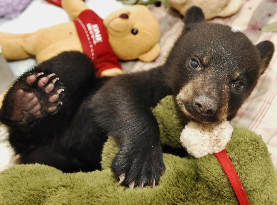 A female black bear cub is shown at the Wildlife Sanctuary of Northwest Florida. Captive reptile, bird, bear and other wildlife exhibitors and breeders attended a Florida Fish and Wildlife Committee meeting on Tuesday in Gainesville to express concern about a rule change regarding captive wildlife permits.