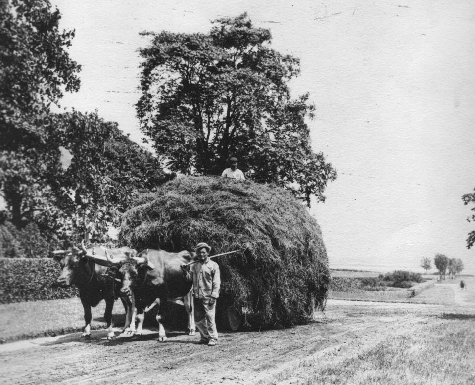 Early owners of Haile Farm grew salt hay, which was piled high in wagons and sold as feed for livestock up and down the coast, as in this undated photo from another farm in Barrington.