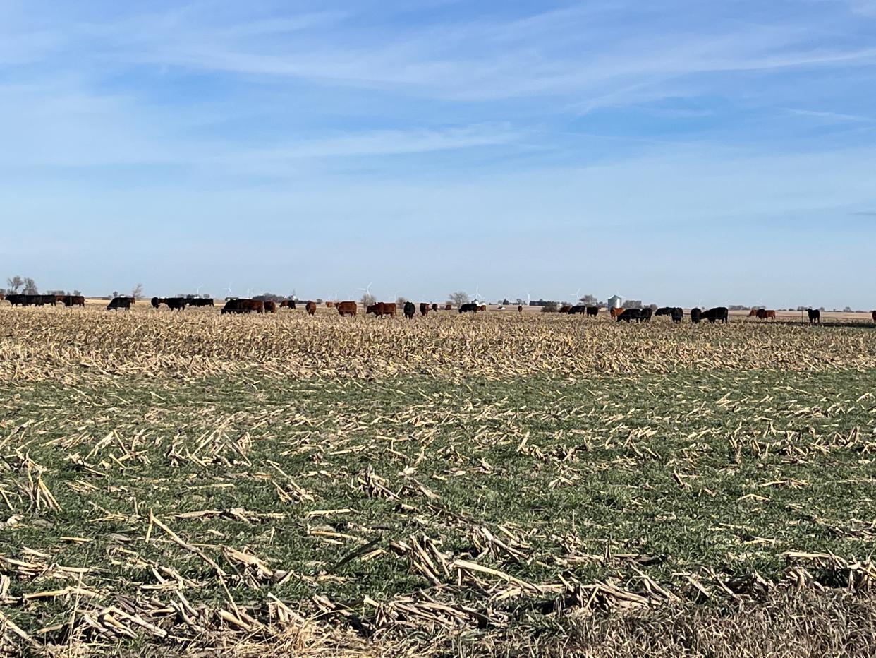 Cows grazing on a cover crop of rye that has been planted over the remains of recently-harvest corn near Corning, Iowa. Nov. 26, 2022.