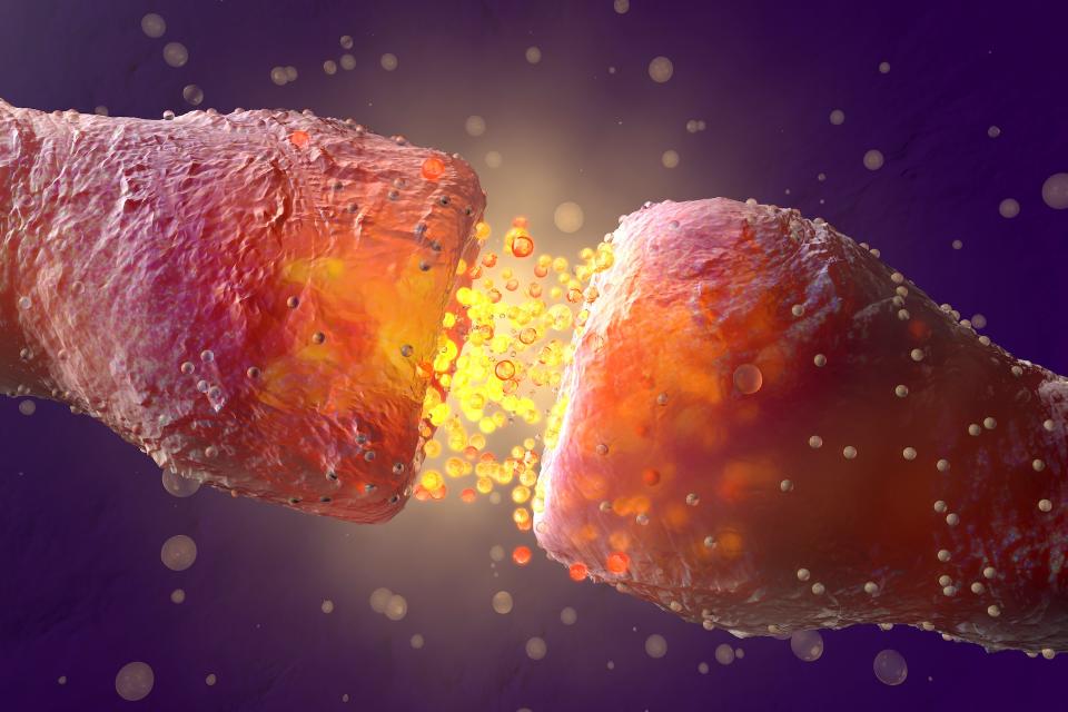 An illustration of a synapse shows end points of two 