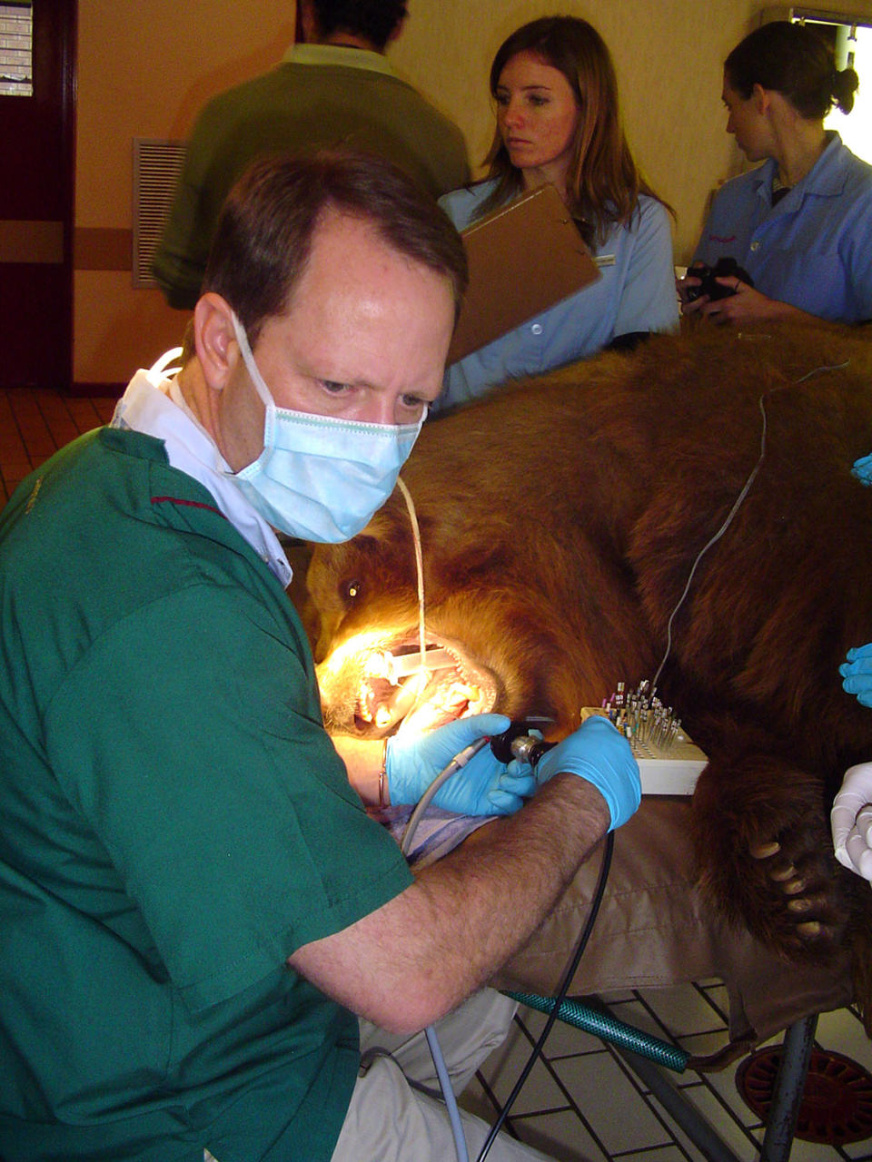 Safari dentist