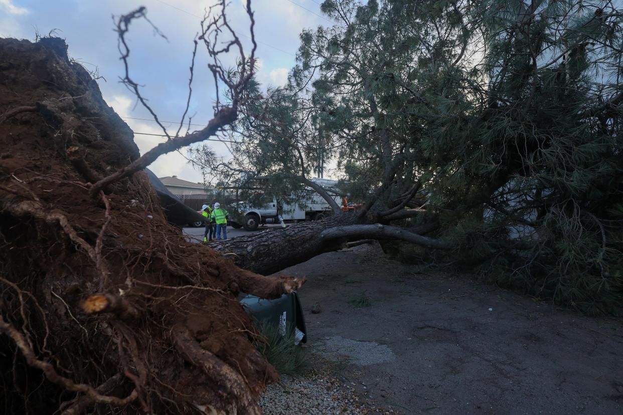 Emergency workers assess the damage after a large tree was blown into an apartment building during a winter storm in San Diego in southern California on Wednesday (REUTERS/Mike Blake) (REUTERS)