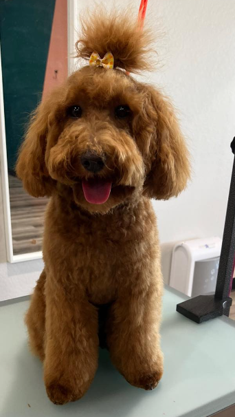 brown goldendoodle with a puffy haircut on body and face and long hair on top of head pulled into a topknot with a bow on its head sitting on a grooming table