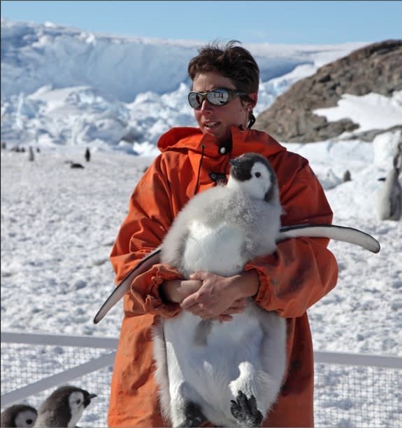 Stephanie Jenouvrier, of Woods Hole Oceanographic Institution, holds an emperor penguin chick in Antarctica.