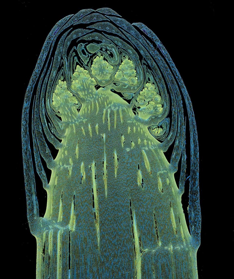 Longitudinal section through a white asparagus shoot tip