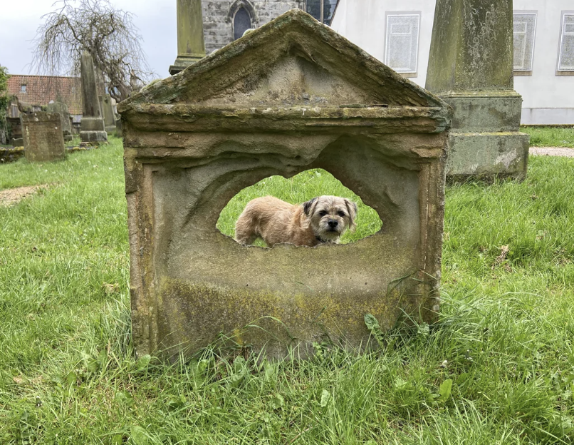 A small dog is seen through a hole in a weathered stone structure in a grassy cemetery with old tombstones and a church in the background
