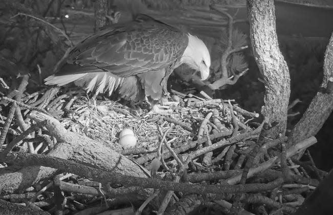 Jackie and Shadow, the popular eagle couple from Big Bear, are the parents of two eggs laid Saturday and Tuesday in a nest located in the San Bernardino National Forest.