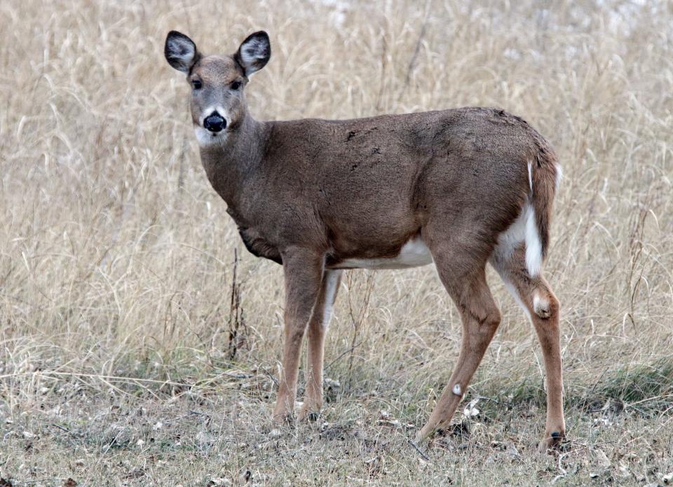 FILE - A white-tailed deer is shown at Kohler-Andrae State Park in Sheboygan County in November 2014.