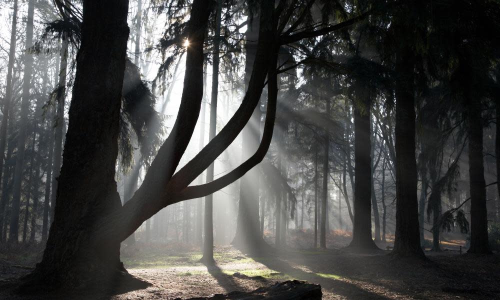 <span>Photograph: Dominic Burke/Alamy</span>