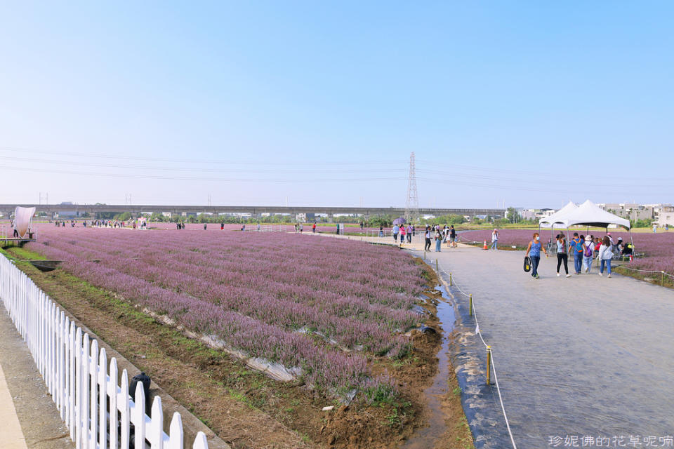 2022桃園仙草花節～仙茶之舞