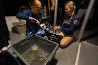 University of Miami's Rosenstiel School of Marine & Atmospheric Science students Devon Ledbetter, 21, left, and Avery Boals, 21, mix an epoxy glue to attach pieces of coral, foreground, to a reef during a night dive to check on coral spawning, Monday, Aug. 15, 2022, in Key Biscayne, Fla. A group of students and scientists were hoping to observe the coral spawn and collect their eggs and sperm, called gametes, to take back to the lab to hopefully fertilize and create new coral that will later be transplanted to help repopulate part of the Florida Reef Tract. (AP Photo/Wilfredo Lee)