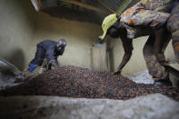 Workers bag cocoa beans at a warehouse inside the conservation zone of the Omo Forest Reserve in Nigeria, Monday, Oct. 23, 2023. Farmers, buyers and others say cocoa heads from deforested areas of the protected reserve to companies that supply some of the world’s biggest chocolate makers.(AP Photo/Sunday Alamba)