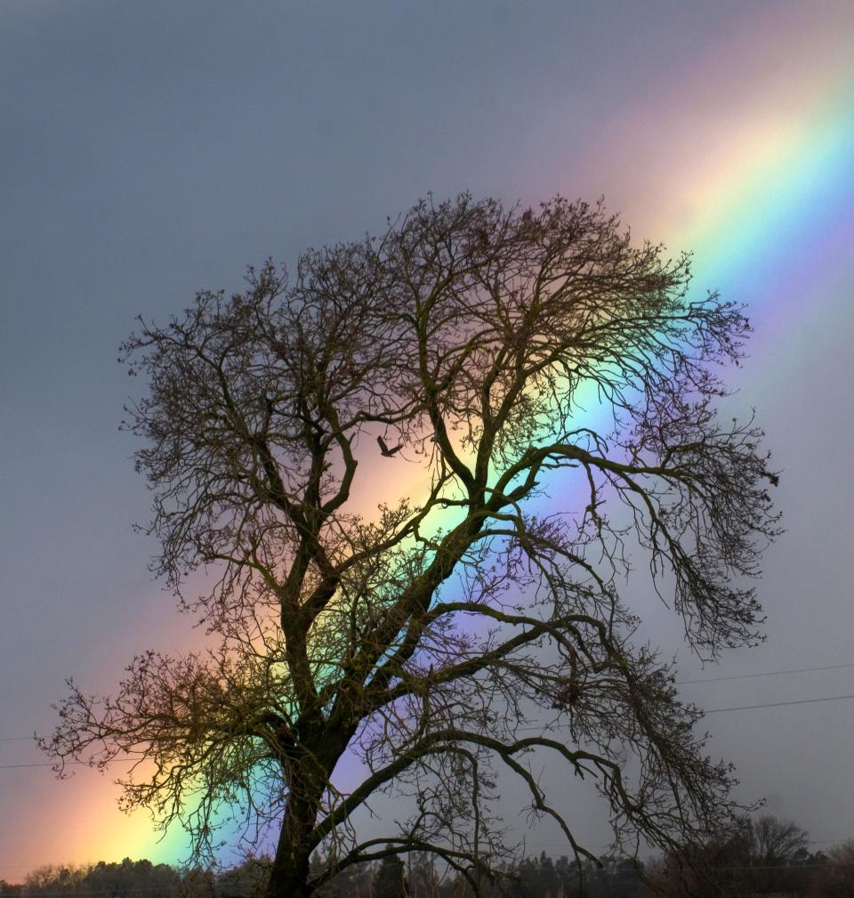 A rainbow rises behind a tree on Airport Road near Eight Mile Road in Stockton on Jan. 18. 2010.
