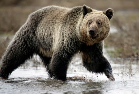 A grizzly bear roams through the Hayden Valley in Yellowstone National Park in Wyoming, May 18, 2014. REUTERS/Jim Urquhart