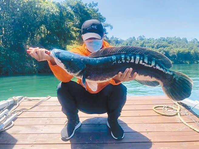 魚虎學名稱為「小盾鱧」，性情凶猛，在日月潭中幾乎沒有天敵，肆虐日月潭好幾年，過去還曾發現長達1.2米大的魚虎。（本報資料照片）