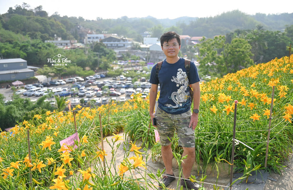 彰化花壇｜虎山巖 金針花