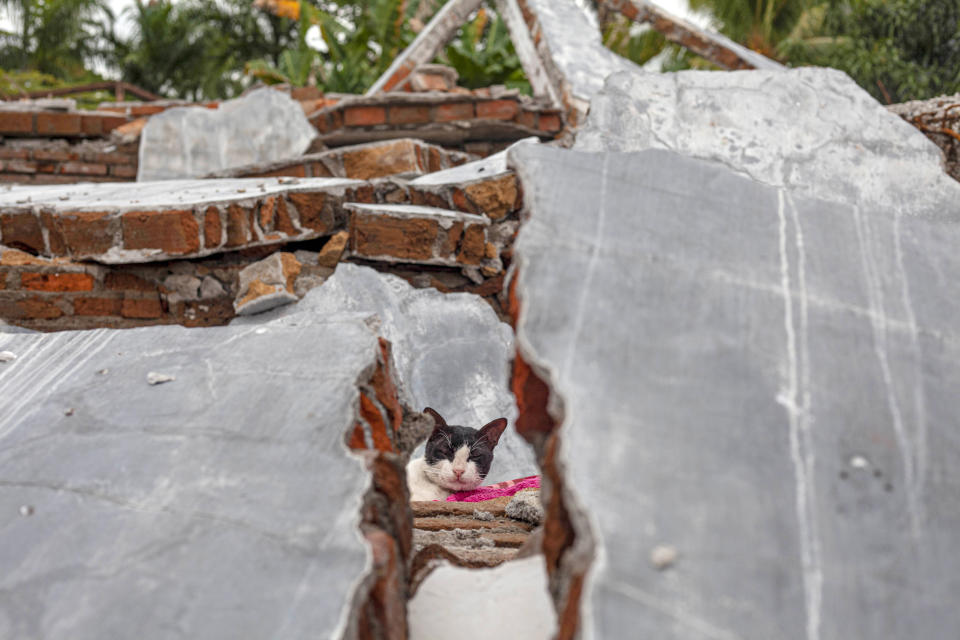 A cat is seen through the rubble of a house badly badly damaged by earthquake in Mamuju, West Sulawesi, Indonesia, Tuesday, Jan. 19, 2021. Aid was reaching the thousands of people left homeless and struggling after an earthquake that killed a number of people struck early Friday. (AP Photo/Yusuf Wahil)