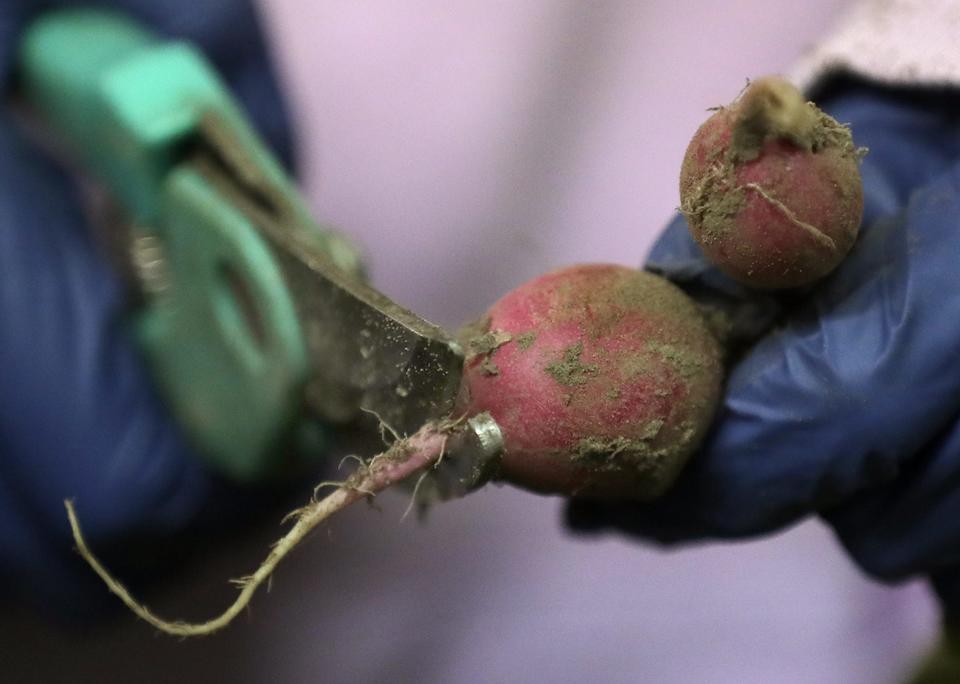 A volunteer prepares radishes for a food delivery on Tuesday, October 10, 2023, at Riverview Gardens in Appleton, Wis. Feeding America's Farm Link program purchases produce from local farmers, including Appleton's Riverview Gardens, that farmers then deliver directly to local food pantries within mere miles of the farm. In four years, distribution has grown from 90,285 pounds to 229,747 pounds and helps increase pantry clients' access to healthy, fresh, nutritious produce.
Wm. Glasheen USA TODAY NETWORK-Wisconsin