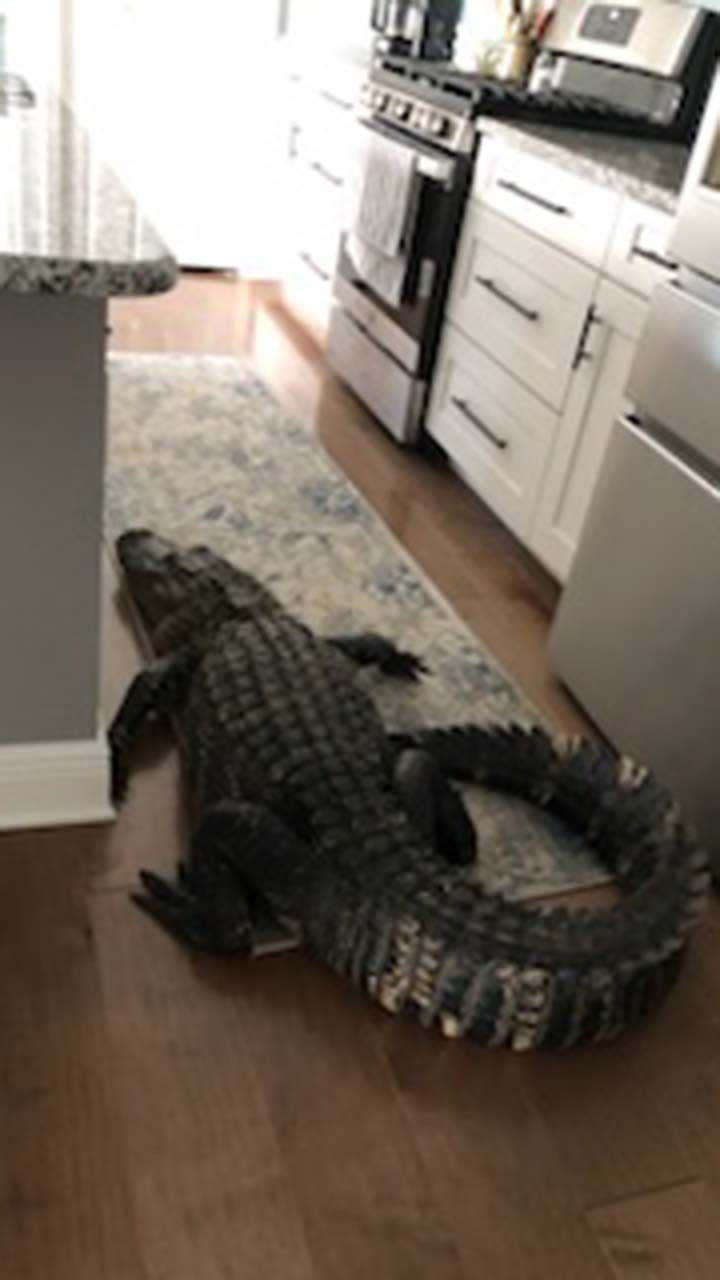 alligator in kitchen