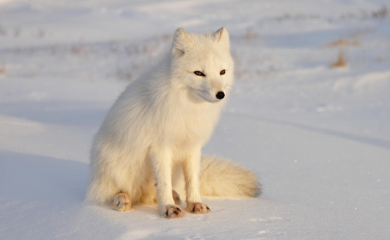"Polar fox. Wildlife. Arctic,  Kolguev Island, Russia."