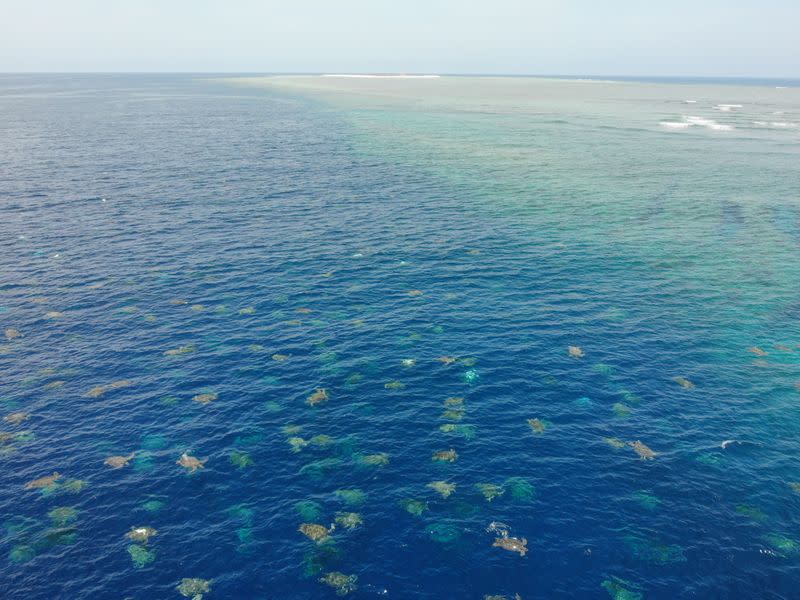 Raine Island turtle aggregation