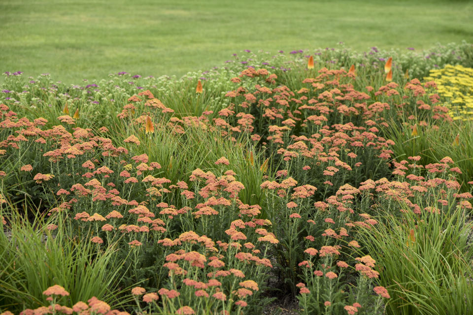 This undated photo provided by Proven Winners shows a mass planting of Firefly Peach Sky yarrow. Nurseries and garden centers are expected to stock a plethora of similarly colored plants now that Pantone has named Peach Fuzz as its 2024 color of the year. (Proven Winners via AP)
