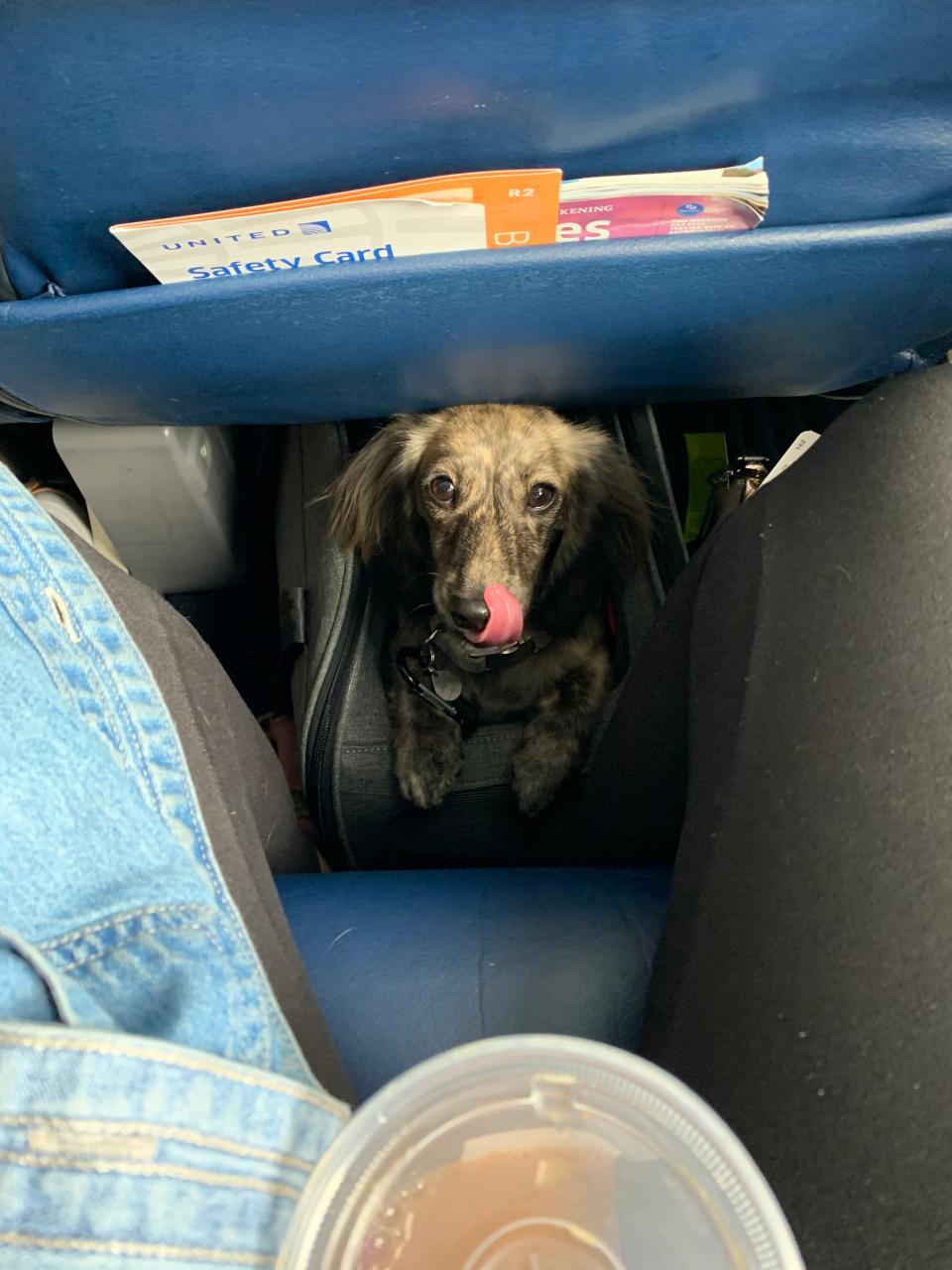 Emily Padgett's miniature dachshund, Jolene, glances up mid-flight.