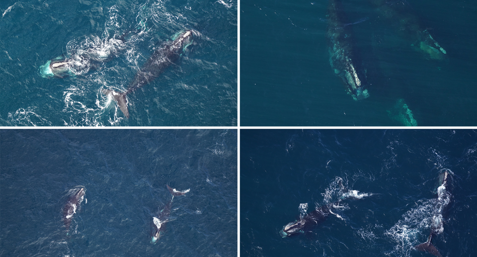 Four aerial images of the North Atlantic right whales.
