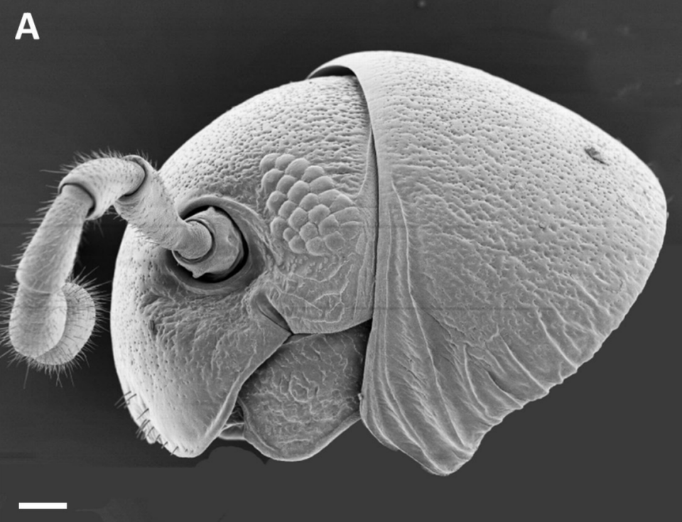 The head of a Udzungwastreptus marianae, or Marian’s millipede, as seen under a microscope.