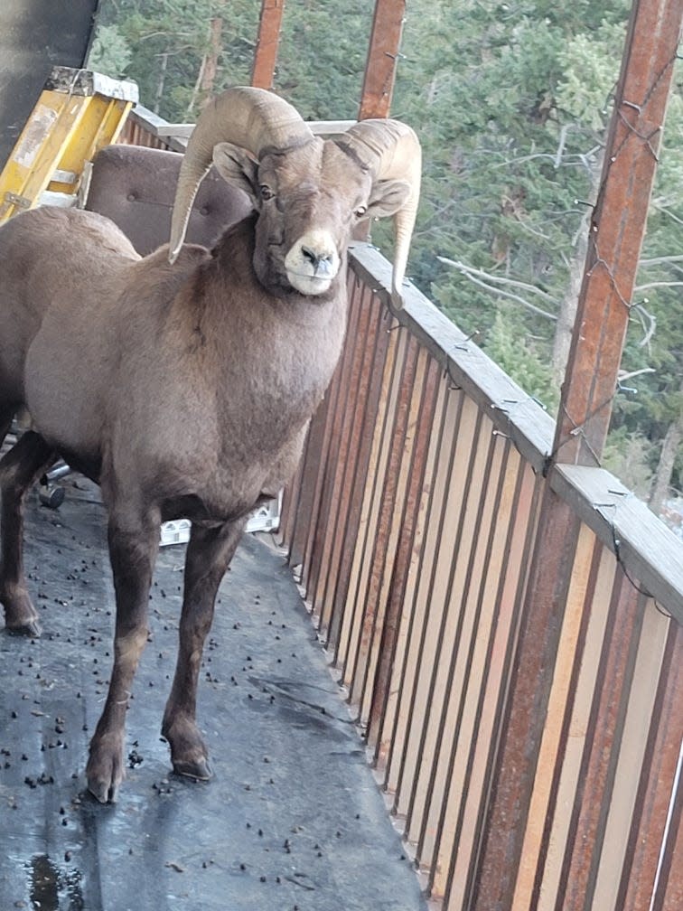 A male bighorn sheep is shown on the raised wooden deck of a Boulder County home on Dec. 6, 2023. Wildlife officials had to cut and remove a section of the deck before the ram could figure out how to escape.