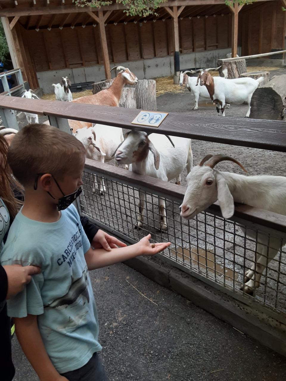 Visitors to the Children's Zoo at the Bronx Zoo can hand feed some of the animals, including goats.
