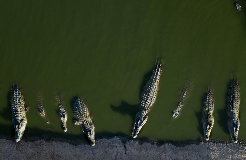 Crocodiles rest at a a farm in the Jordan Valley, West Bank, Monday, Aug. 6, 2018. (AP Photo/Dusan Vranic)