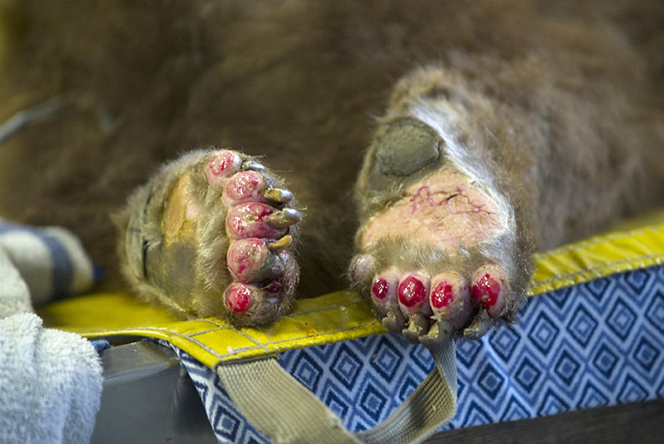 This photo shows the badly burned paws of one of two bears being treated by Dr. Laura Peyton, Chief of Integrated medicine at the University of California, Davis Veterinary Medical Teaching Hospital at the California Department of Fish and Wildlife in Davis, Calif. Veterinarians successfully used alternative medical treatments such as acupuncture and wrapping wounds in fish skin on two bears and a mountain lion burned in the Southern California wildfires, vets at UC Davis said Wednesday, Jan. 24.