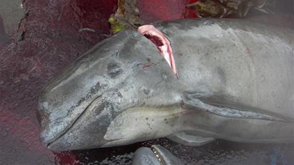 A dead dolphin caught up in the Faroe Islands traditional whale hunt.