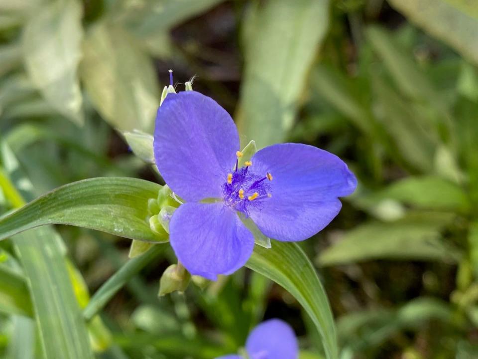 The purple-blue flowers of tradescantia, or spiderwort.