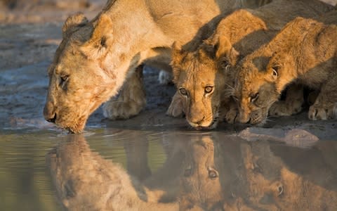 Lion Savute - Credit: Getty