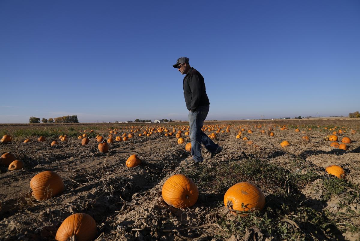 The Impact of Severe US Weather on Your Halloween Pumpkins: What You Need to Know