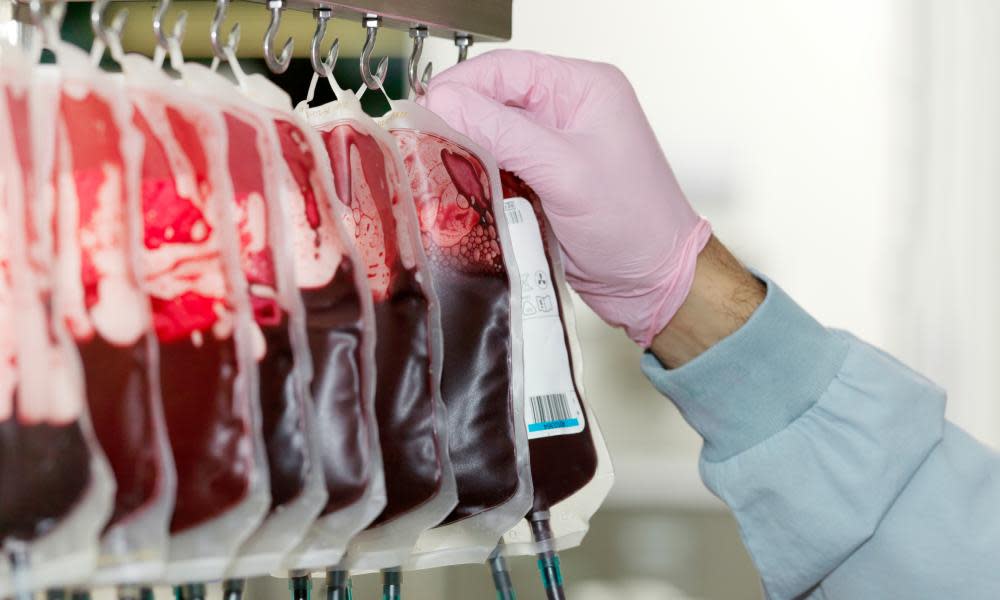 Bags of donated blood hanging in processing facility of blood bank