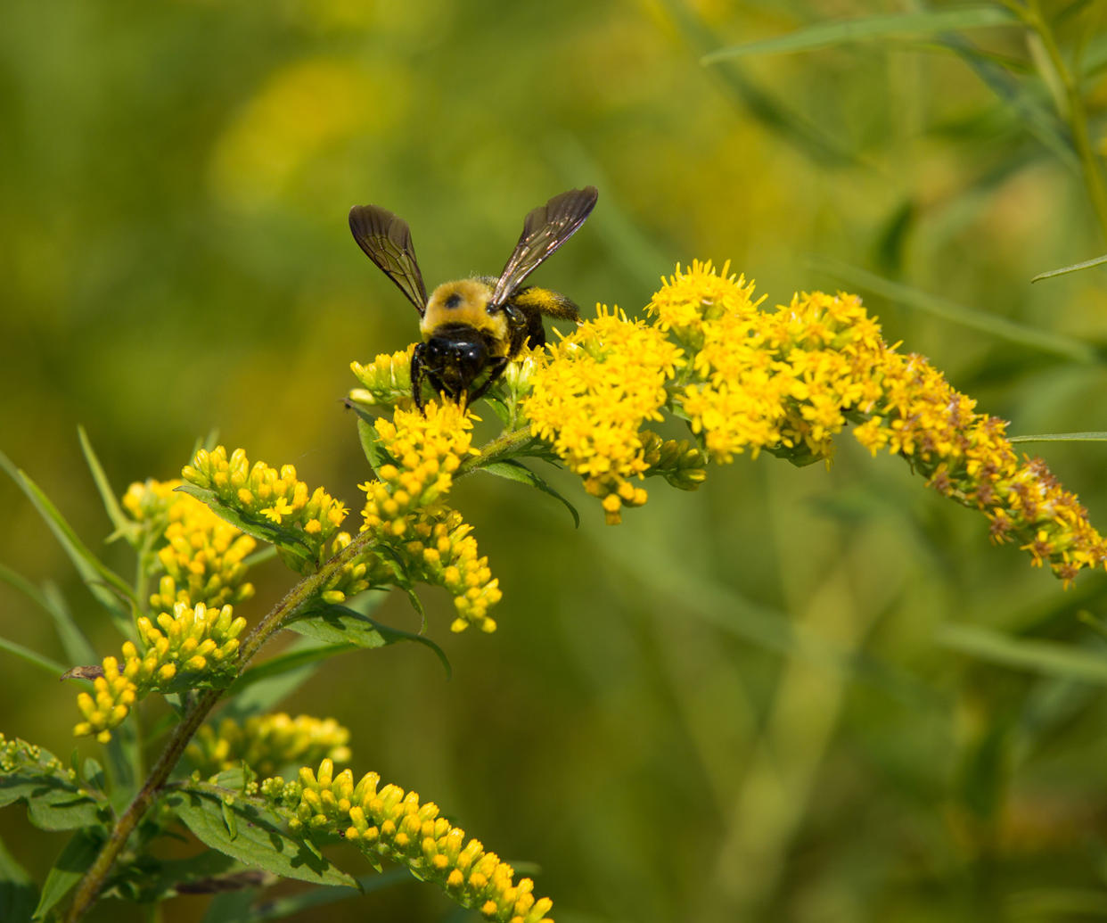  Keystone planting of goldenrod with bumblebee. 