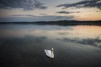 <p>A swan on Lake Berzdorfer, in Goerlitz, Germany // June 26, 2016</p>