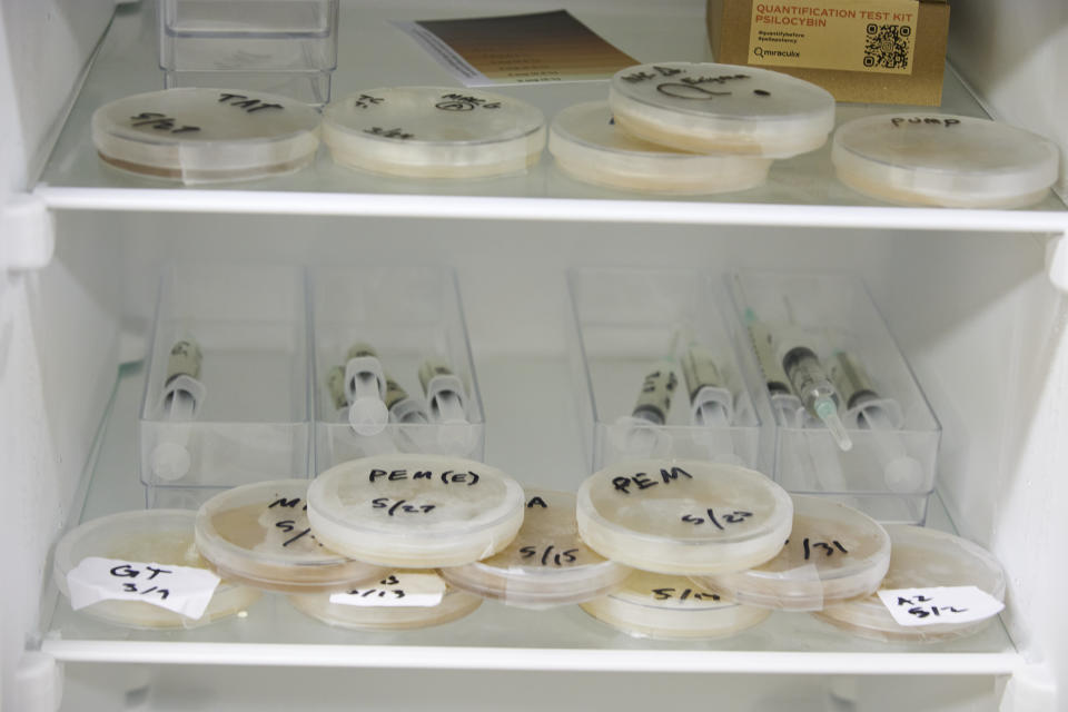 Mushroom spores are grown in a refrigerator at the Uptown Fungus lab in Springfield, Ore., Monday, Aug. 14, 2023. (AP Photo/Craig Mitchelldyer)