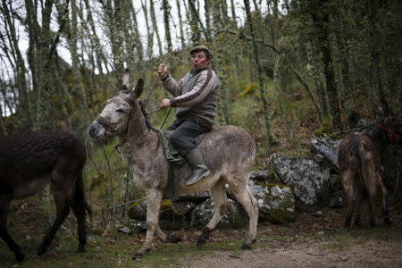 Antonio Fontes rides a donkey near Agracoes, near Chaves, Portugal April 19, 2016. REUTERS/Rafael Marchante